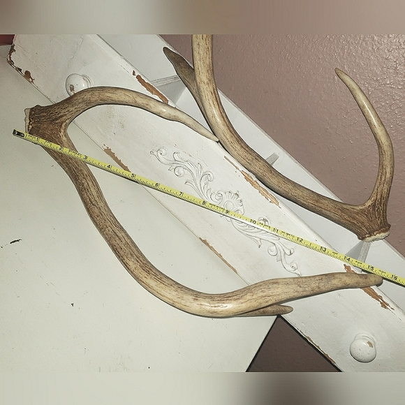 Deer Antlers 🦌 - Picture 3 of 3